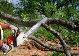 Seasonal Cleanup in Severna Park, MD