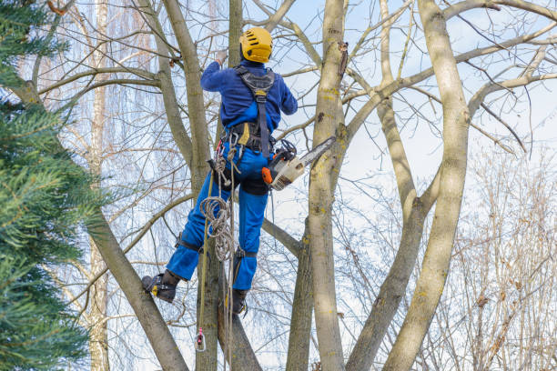 Severna Park, MD Tree Services Company