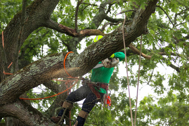 How Our Tree Care Process Works  in  Severna Park, MD